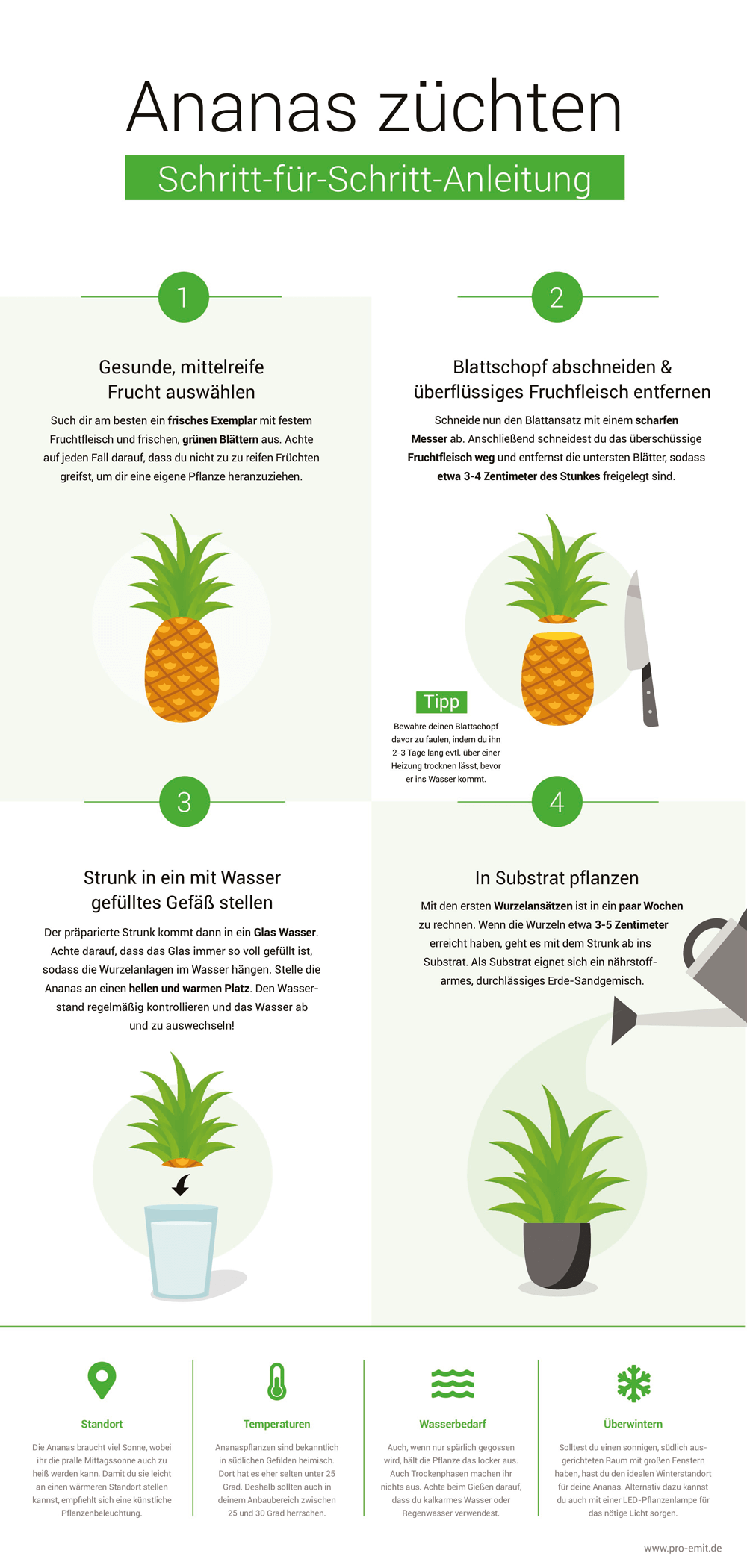 Sonne, Schatten und Halbschatten: Diese Pflanzen bringen Dir Freude 1 Anleitung Ananas pflanzen
